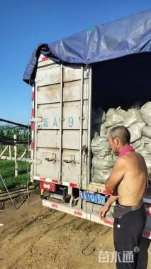 高度200厘米菊花