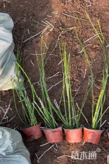 高度10厘米木贼