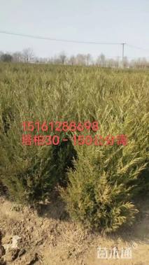 高度120厘米蜀桧