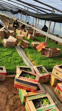 高度15厘米毛地黄