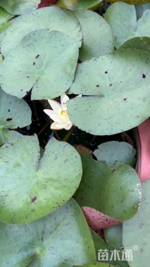 高度10厘米睡莲