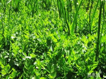 高度20厘米水芹