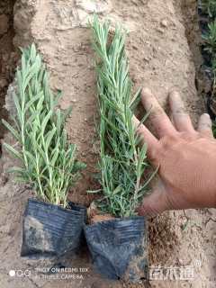 高度20厘米薰衣草