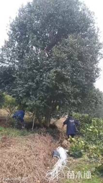 30公分红果冬青