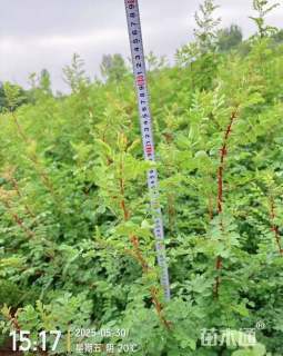 高度70厘米黄刺玫