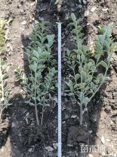 高度50厘米金边黄杨