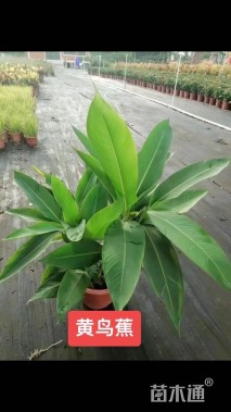 高度80厘米黄鸟蕉