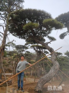 造型油松