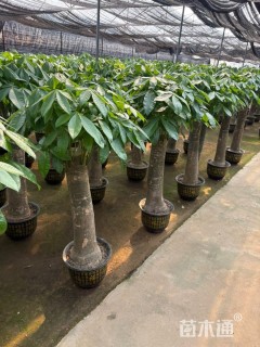 20公分马拉巴栗