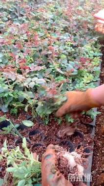 高度20厘米卡罗拉月季