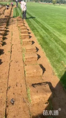 草卷状百慕大草