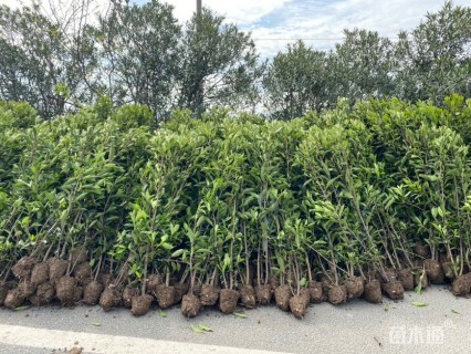 高度120厘米法国冬青