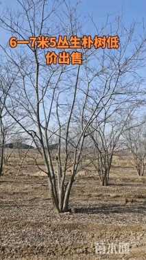 6公分(4杆)丛生朴树