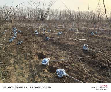 3公分苏格兰金链树