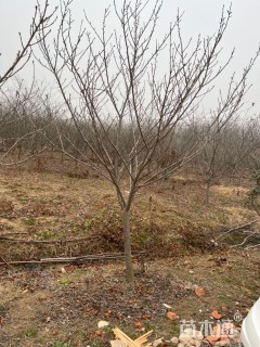 12公分日本晚樱