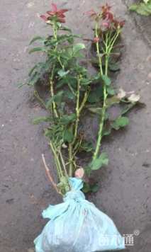 高度40厘米月季