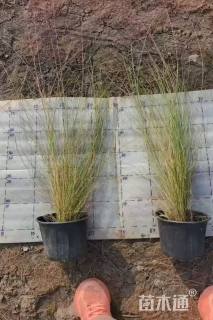 高度80厘米粉黛乱子草