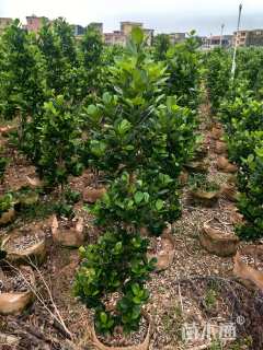 高度100厘米火山榕