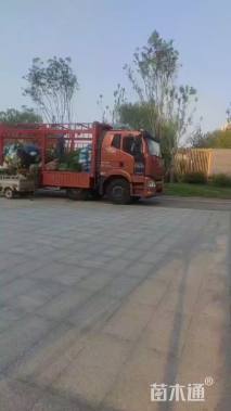 高度50厘米野菊