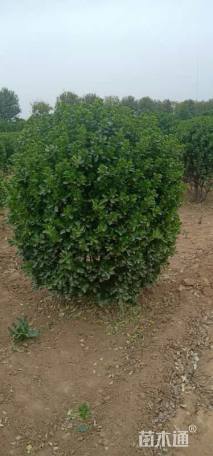 高度120厘米大叶黄杨