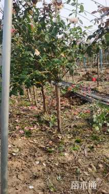 高度120厘米高杆月季