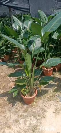 高度85厘米天堂鸟