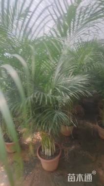 裸干高100厘米散尾葵