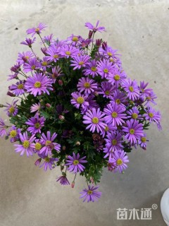 高度20厘米姬小菊