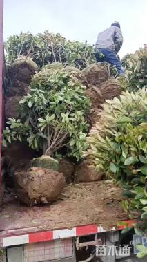 冠幅1厘米石楠球