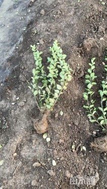 高度40厘米卫矛