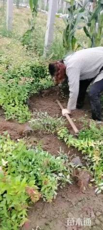 高度40厘米金焰绣线菊