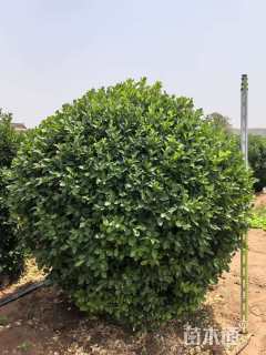 冠幅50厘米卫矛球