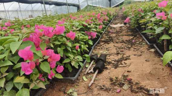 高度25厘米四季红