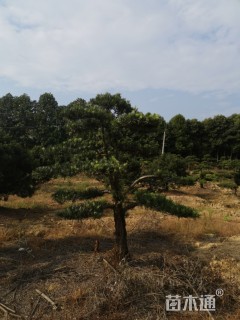 原生苗造型罗汉松