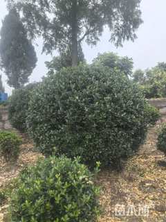 冠幅250厘米大叶黄杨球