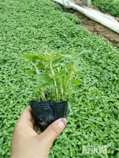 高度18厘米千屈菜