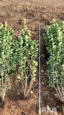 高度150厘米北海道黄杨