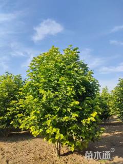 高度400厘米丛生玉兰