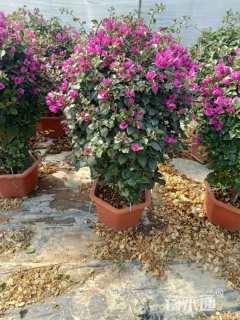 冠幅100厘米三角梅球