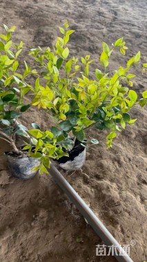 高度35厘米金森女贞