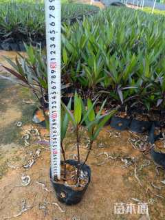 高度34厘米翠芦莉