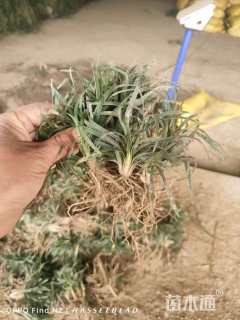 高度10厘米麦冬