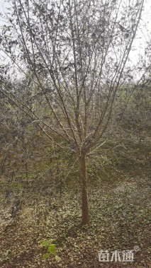 高度400厘米小叶女贞