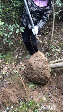 高度250厘米丛生大叶女贞