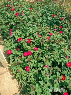 高度2厘米红帽月季