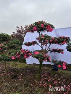 高度80厘米茶梅