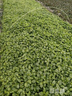 高度10厘米冷水花