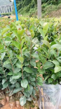 高度20厘米油茶小苗