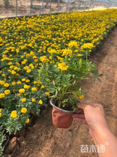 高度20厘米孔雀草