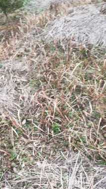 高度120厘米油茶